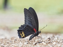 Papilio acheron