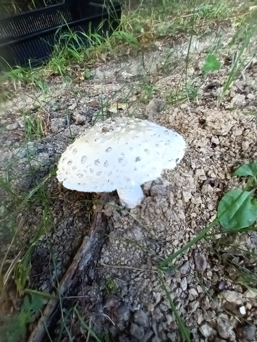 Ljuskava muhara (Amanita strobiliformis)