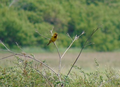 Emberiza bruniceps