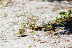 Setophaga palmarum image