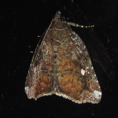 Amyna bullula