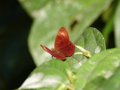 Abisara geza