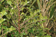 Eurya crenatifolia