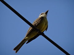 Tyrannus melancholicus