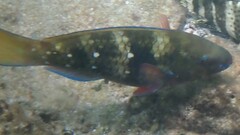 Gulf Parrotfish photo 2