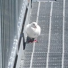 Columba livia domestica