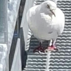 Columba livia domestica