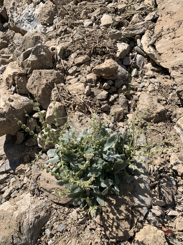 Iranian oil sage (Salvia atropatana)