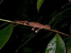 Uroplatus