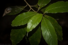 Argophyllum nullumense