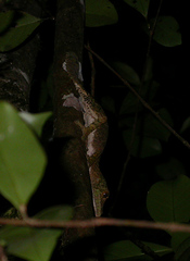 Uroplatus henkeli