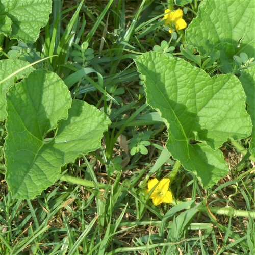 Cucumis melo iNat (2)