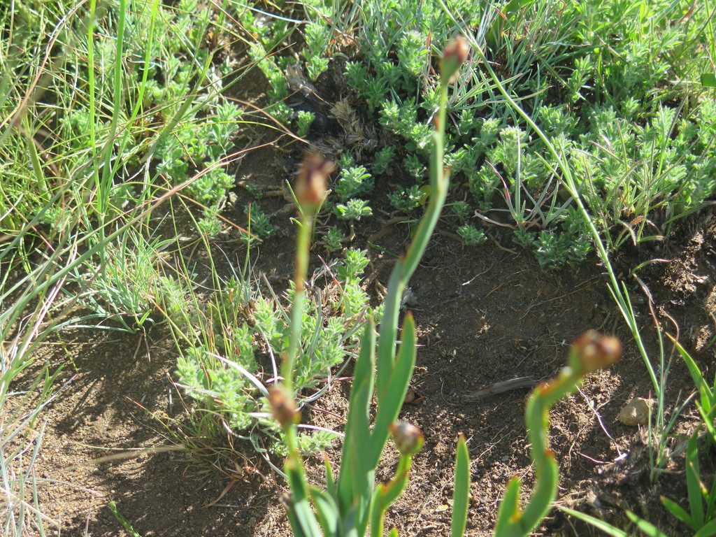Aristea montana (Aristea montana)