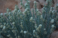 Solenostemma argel image