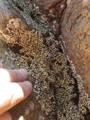 Galeolaria caespitosa