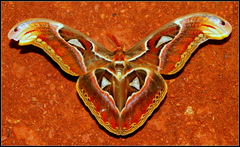 Attacus taprobanis