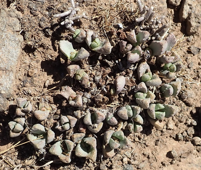 Stomatium bolusiae Schwantes 2
