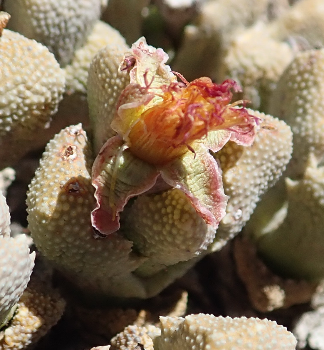 Stomatium bolusiae Schwantes