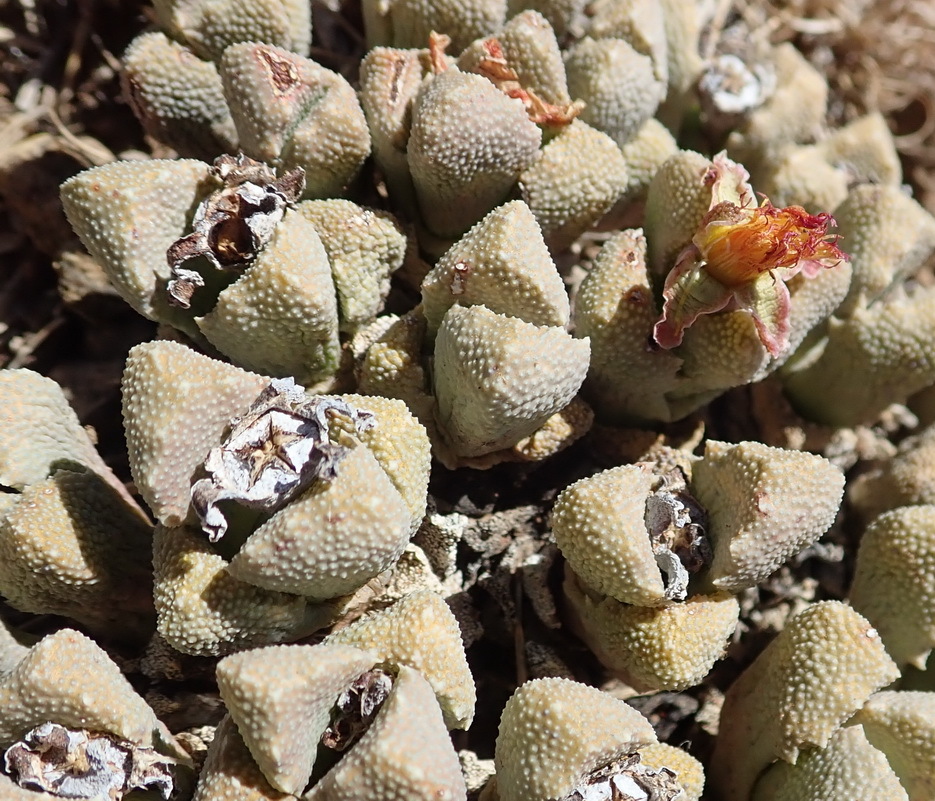 Stomatium bolusiae Schwantes 3