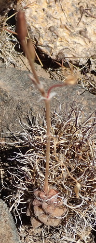 Anacampseros filamentosa
