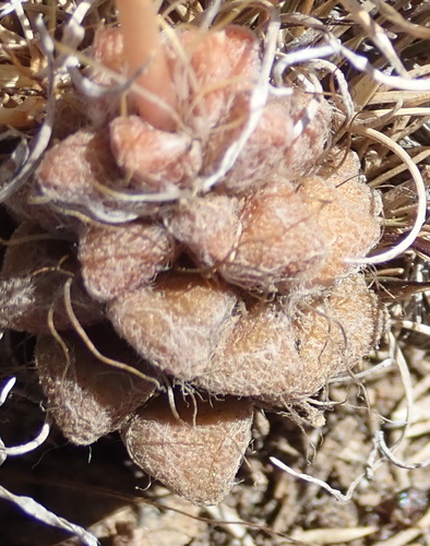 Anacampseros filamentosa
