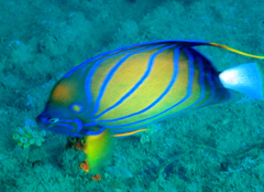 Pomacanthus annularis