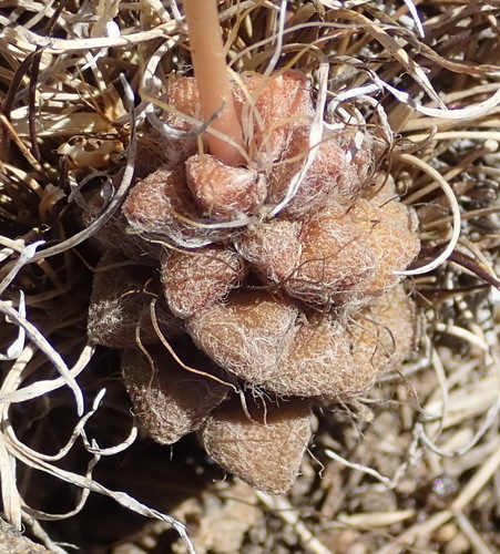 Anacampseros filamentosa