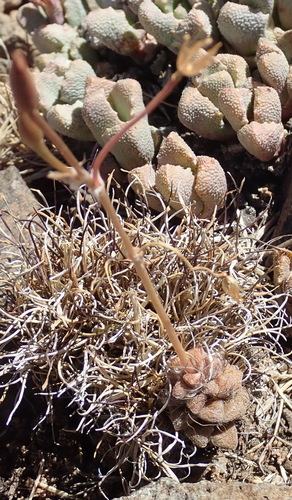Anacampseros filamentosa