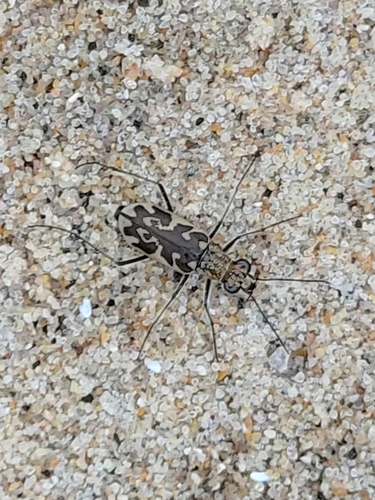 Sandy Stream Tiger Beetle photo 3