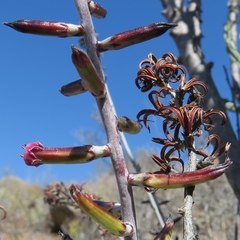 Adromischus alstonii