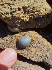 Nerita atramentosa