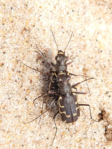 Bronzed Tiger Beetle photo 6