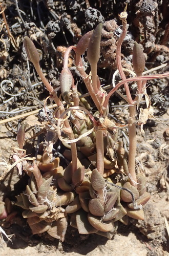 Image of Anacampseros rufescens by (c) Nicola van Berkel, some rights reserved (CC BY-SA)