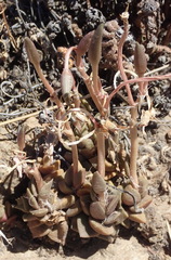 Anacampseros rufescens