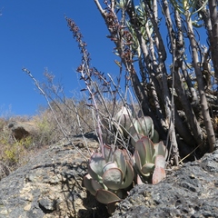 Adromischus alstonii