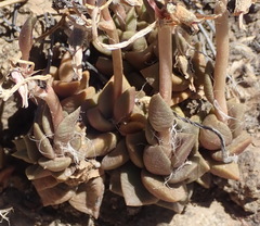 Anacampseros rufescens