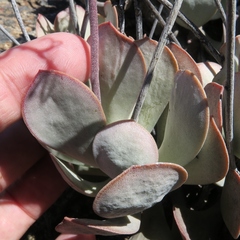 Adromischus alstonii
