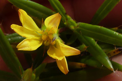 Cullumia aculeata