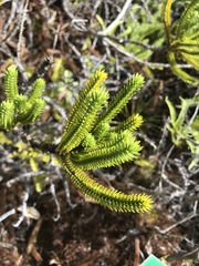 Callitris pancheri