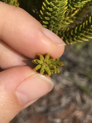 Callitris pancheri