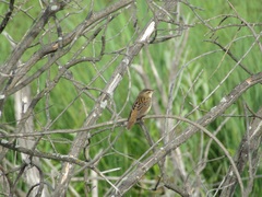 Helopsaltes certhiola