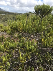 Callitris pancheri