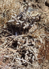 Anacampseros ustulata