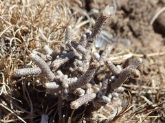 Anacampseros ustulata