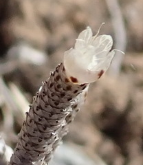 Anacampseros ustulata