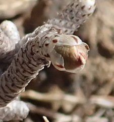 Anacampseros ustulata