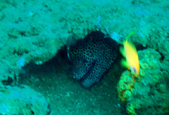 Gymnothorax favagineus