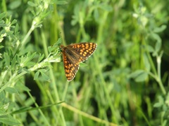 Melitaea athalia