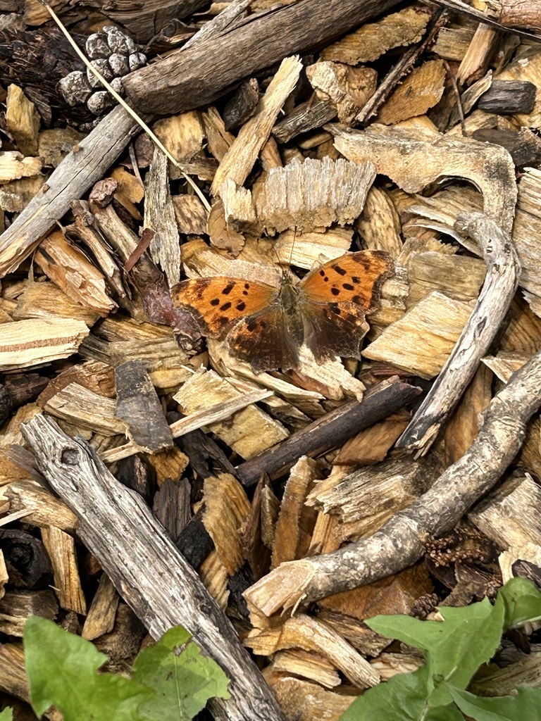 Eastern Comma from Thorncliffe Park Dr, Toronto, ON, CA on July 16 ...