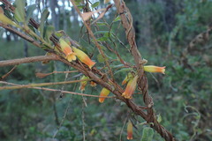 Marianthus bignoniaceus